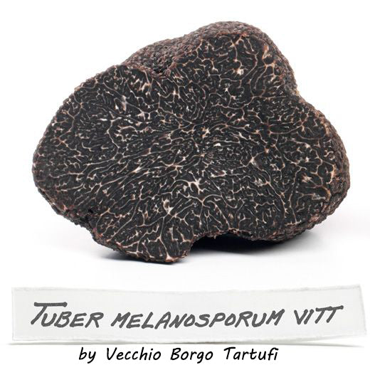Trufa negra fresca (TUBER MELANOSPORUM- PERIGORD) – Vecchio Borgo Tartufi &  Funghi