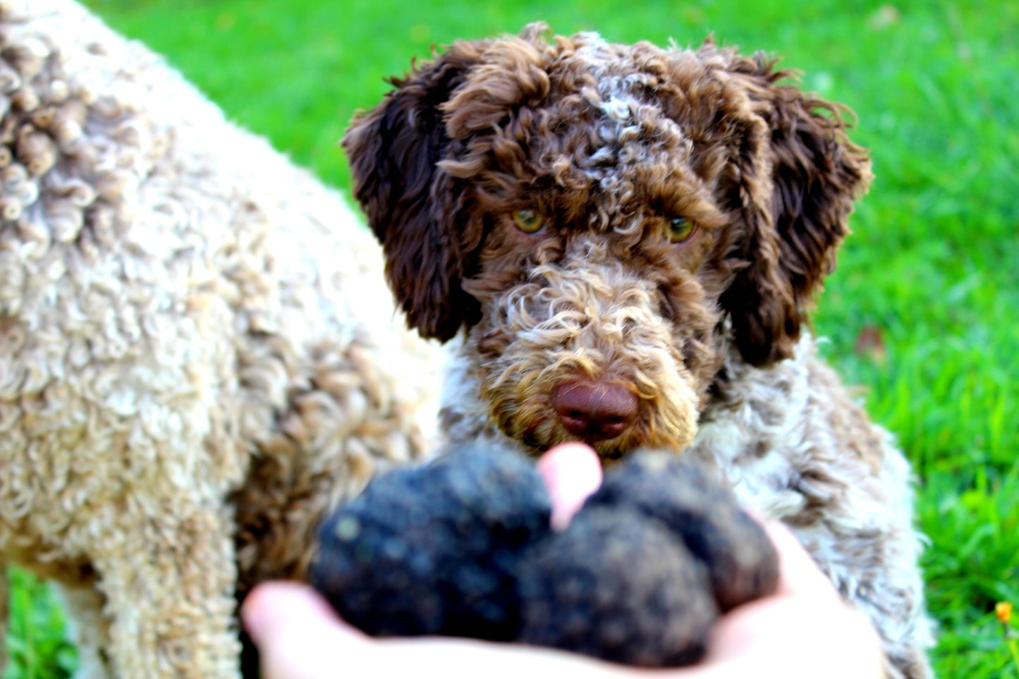 Give the gift of a truffle hunting and tasting experience